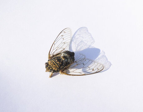 
A cicada lying on a white background.

