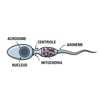 Anatomical diagram of a human sperm cell isolated on a transparent background