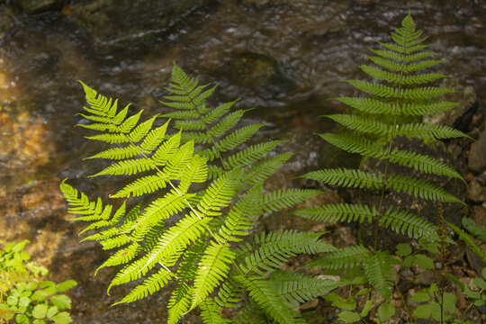 These are bracken growing in the forest.