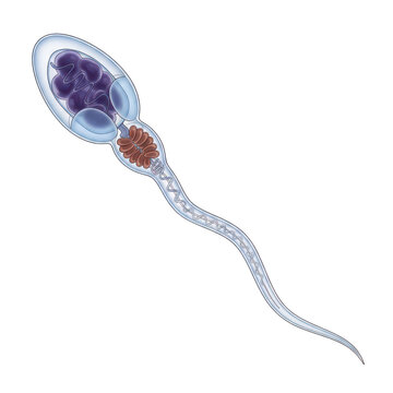 Anatomical of a human sperm cell isolated on a transparent background