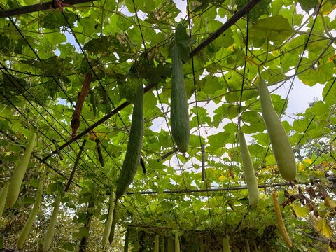 Benincasa hispida in the planting plot