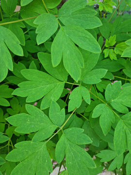 A close-up of a bleeding-heart leaf.
