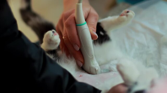 Close-up view of veterinary professional hand holding ultrasound probe, examining abdomen of domestic cat. Cat lies on white medical sheet during diagnostic procedure at animal hospital.