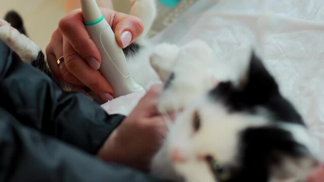 close-up of veterinarian hand holding ultrasound probe against abdomen of black and white cat, performing diagnostic imaging for mammary gland health check