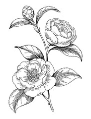 Hand drawn camellia blossoms and buds on branch in antique botanical ink line art composition. © Creative09