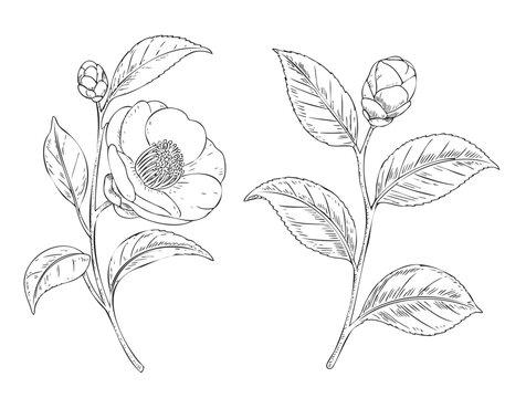 Elegant botanical camellia mini set in original hand drawn engraving line art expression.