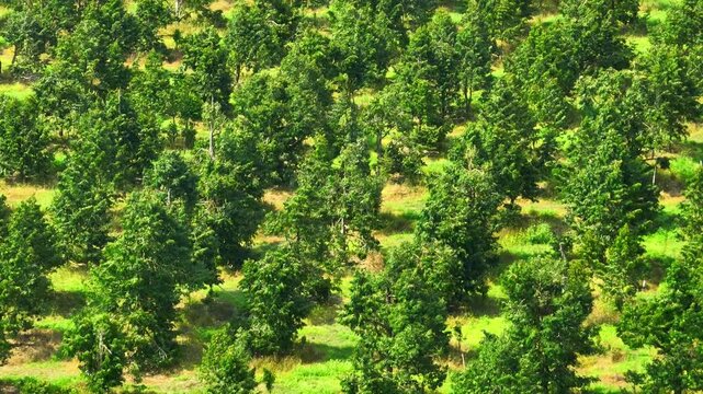 Aerial drone view of a durian orchard highlighting high global demand for tropical fruit, organized plantation patterns, and sustainable export-focused agricultural production systems.
