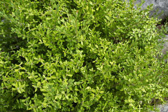 This is a close-up of a poplar leaf.