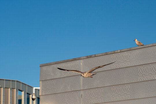 Modern architecture building roof meets blue sky with minimal copyspace as a bird in flight crosses the frame for clean design visual