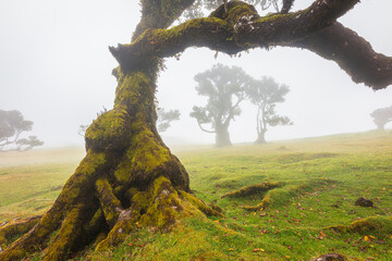 Old and crooked Laurel trees in the fog, Madeira Portugal © Chris