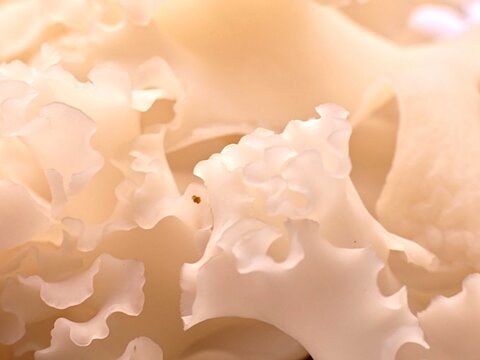 Curly Sparassis/Sparassis crispa, also known as &ldquo;Cauliflower Mushroom&rdquo; - Edible mushroom