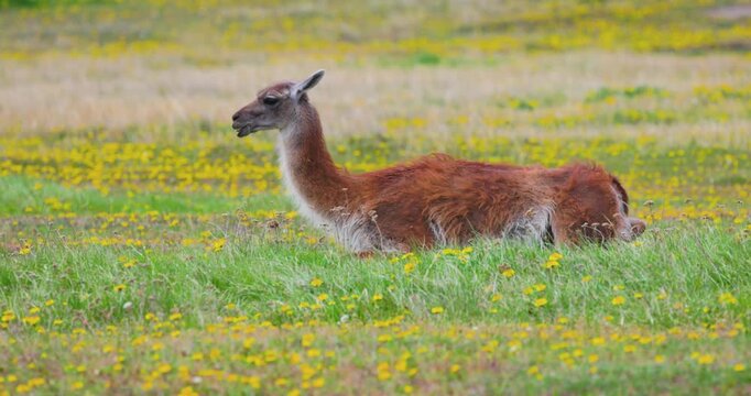 4K video: ruminating Guanaco (Lama guanicoe) laying amidst flowers in grass, Patagonia National Park Chile