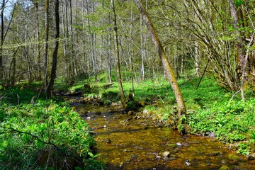 Fototapeta premium Grabnarica creek in springtime with herbaceous plants covering the forest in Gorenjska, Slovenia