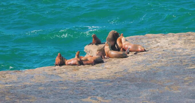 Group of South American Fur Seals (Arctocephalus australis) on rocky terrain at the Atlantic coast of Argentina