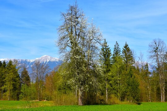 White flowering tree at a meadow in spring with Stol mountain in Gorenjska, Slovenia
