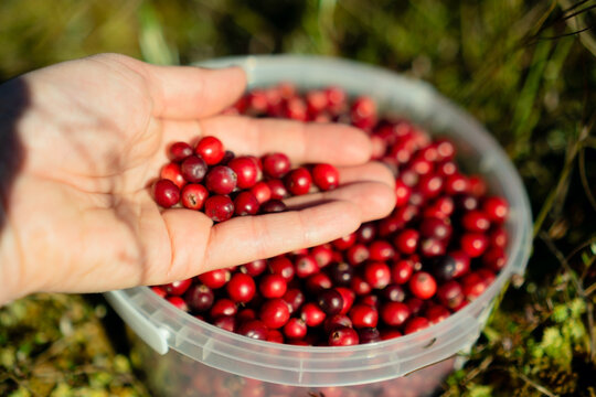 Bright cranberries in hands over a bucket in a natural environment, capturing the vibrant colors and freshness of the berries.