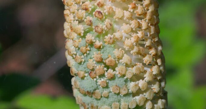 Great horsetail (Equisetum telmateia) sporangia and spores macro