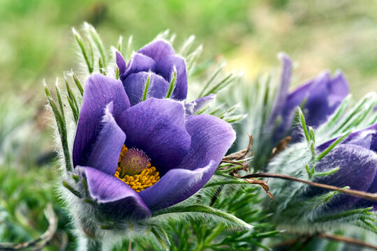 details of purple, blooming pasque flower in garden in spring