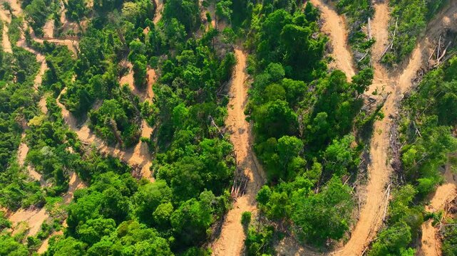Bird&rsquo;s-eye drone view of degraded forest land and remaining green canopy, showing the contrast of destruction and survival while linking deforestation to carbon emissions and climate change. 4k.
