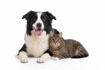Fototapeta premium A fluffy black and white border collie lies alongside a striped tabby cat on a white background, showcasing a serene and friendly bond.