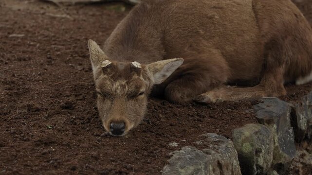 Close up wild sika deer sleeping with head resting on dirt ground, small antler stubs visible, Nara Park Japan