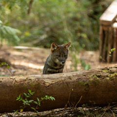 Naklejka premium Darwins Fox (Lycalopex fulvipes) also known as Zorro chilote. Chiloé, Chile.