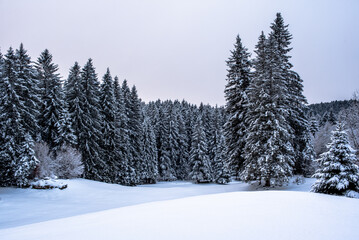 Fototapeta premium Snow covered evergreen forest with smooth snow surface