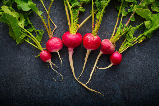 Red radishes freshly picked from the garden