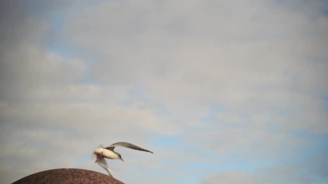 seagull takes off into flight, first step from a stone to take-off