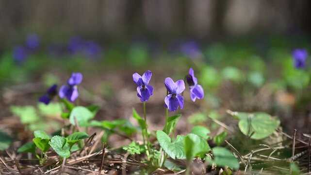 Wild Violet Flowers in Forest, Shallow Depth of Field, Spring Nature Background, 4K 60fps