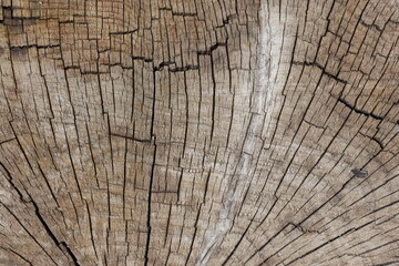 Fototapeta premium texture of a tree stump from a top-down perspective