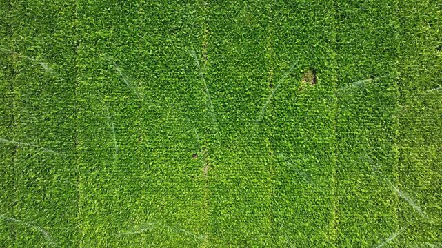 Overhead drone image of intelligent irrigation system maintaining healthy fields, showing AI-driven water control, agricultural efficiency, and sustainable use of water resources. Thailand. 4k.
