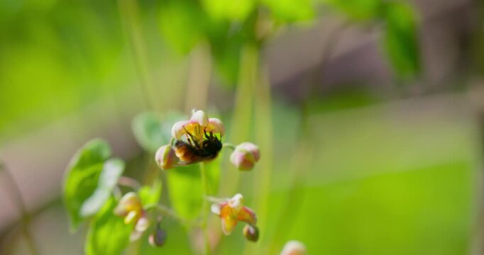 Alpine barrenwort (Epimedium alpinum) in bloom in forest