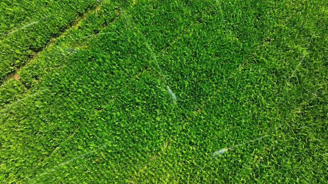 Aerial drone view of automated irrigation system watering green crops, highlighting efficient water management, precision agriculture, and sustainable farming practices in modern agricultural systems.