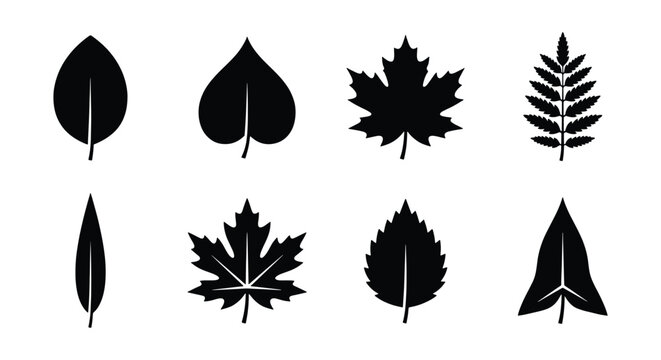 Black leaf silhouettes, 8 botanical icons, minimalist tree leaf vectors