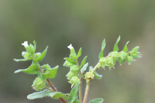 Close-up of Nonea Echioides (White Nonea) Wildflower with Bristly Foliage in Spring