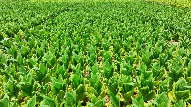 Drone shot of vibrant tobacco fields from above, highlighting dense plant growth and systematic planting that reflects the region&rsquo;s reliance on tobacco as an economic staple. Thailand. 4k.
