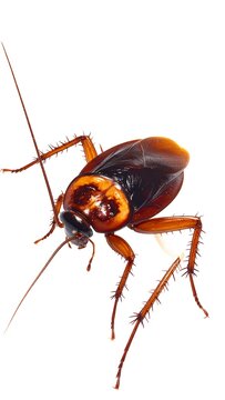 A close-up photo of a cockroach on a white background (1)