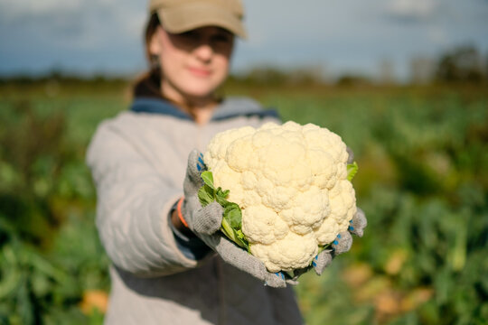 Closeup of young woman hands with fresh cauliflower head, symbol of organic farming. Seasonal vegetables rich in fiber, healthy diet, and natural lifestyle from local rural agriculture.