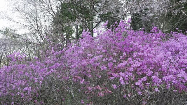 満開のツツジ