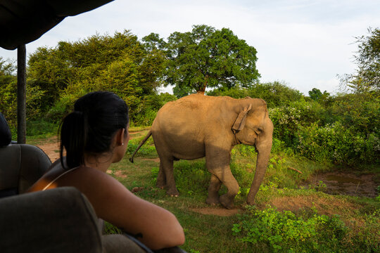 Elephant walking near jeep during safari in Sigiriya Sri Lanka