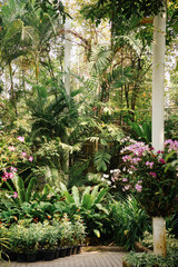 Obraz premium Botanical garden with exotic plants. Greenhouse with plants.
