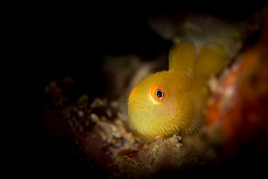 Bearded goby Paragobiodon xanthosoma underwater in Lembeh Strait Indonesia