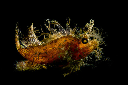 Leaf scorpionfish underwater in Lembeh Strait Indonesia