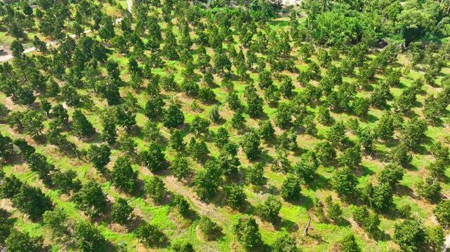 Aerial drone view of orderly durian trees across sunlit terraces, highlighting premium tropical orchards positioned to meet growing global demand for fresh, traceable export-grade durian. 4k.
