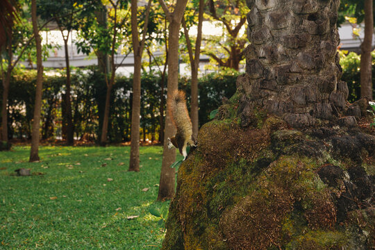 Close-up of a variable squirrel (Callosciurus finlaysonii). The squirrel is climbing a tree in a park in Thailand