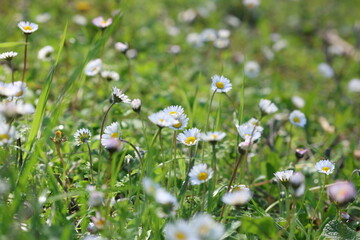 Lush cluster of common white daisies (Bellis perennis) blooming in a green spring field with a soft-focus bokeh background © UMIT