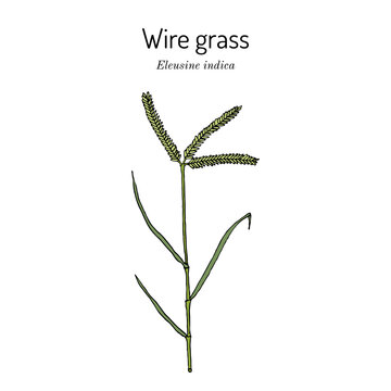 Wire grass, or Indian goosegrass (Eleusine indica), edible and medicinal plant. Hand drawn botanical vector illustration