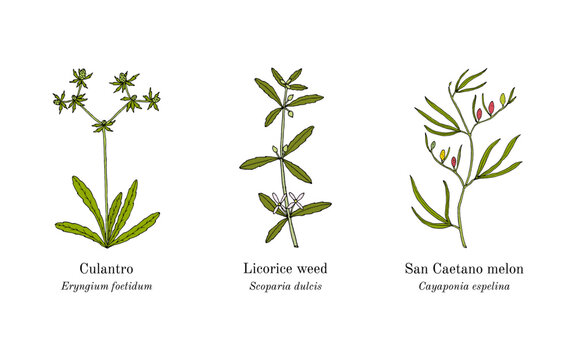 Collection of edible and medicinal plants. Hand drawn botanical vector illustration