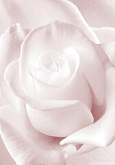 A painting made of beautiful, soft pink roses. Decorative rose picture. © Vidal